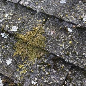 Meet your Posher, Zoe